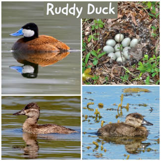 Ruddy Duck